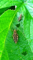 Ognevia longipennis