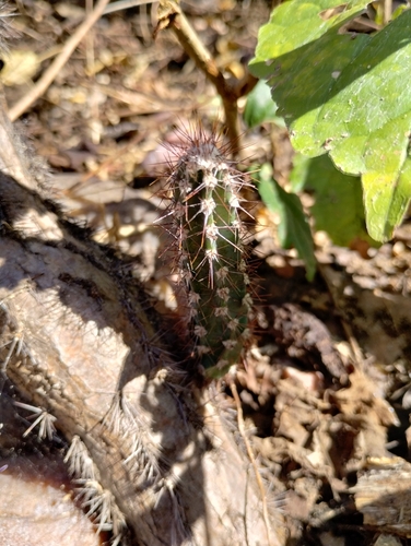 Cereus jamacaru