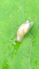 Succinea lauta