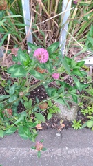 Trifolium pratense