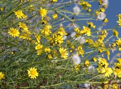 Senecio inaequidens