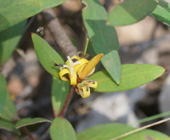 Persoonia confertiflora