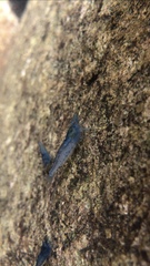 Caridina cantonensis