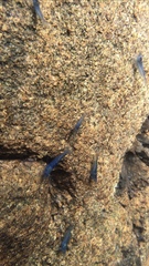 Caridina cantonensis