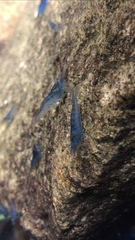 Caridina cantonensis