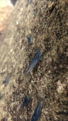 Caridina cantonensis