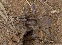 Brachionopus pretoriae