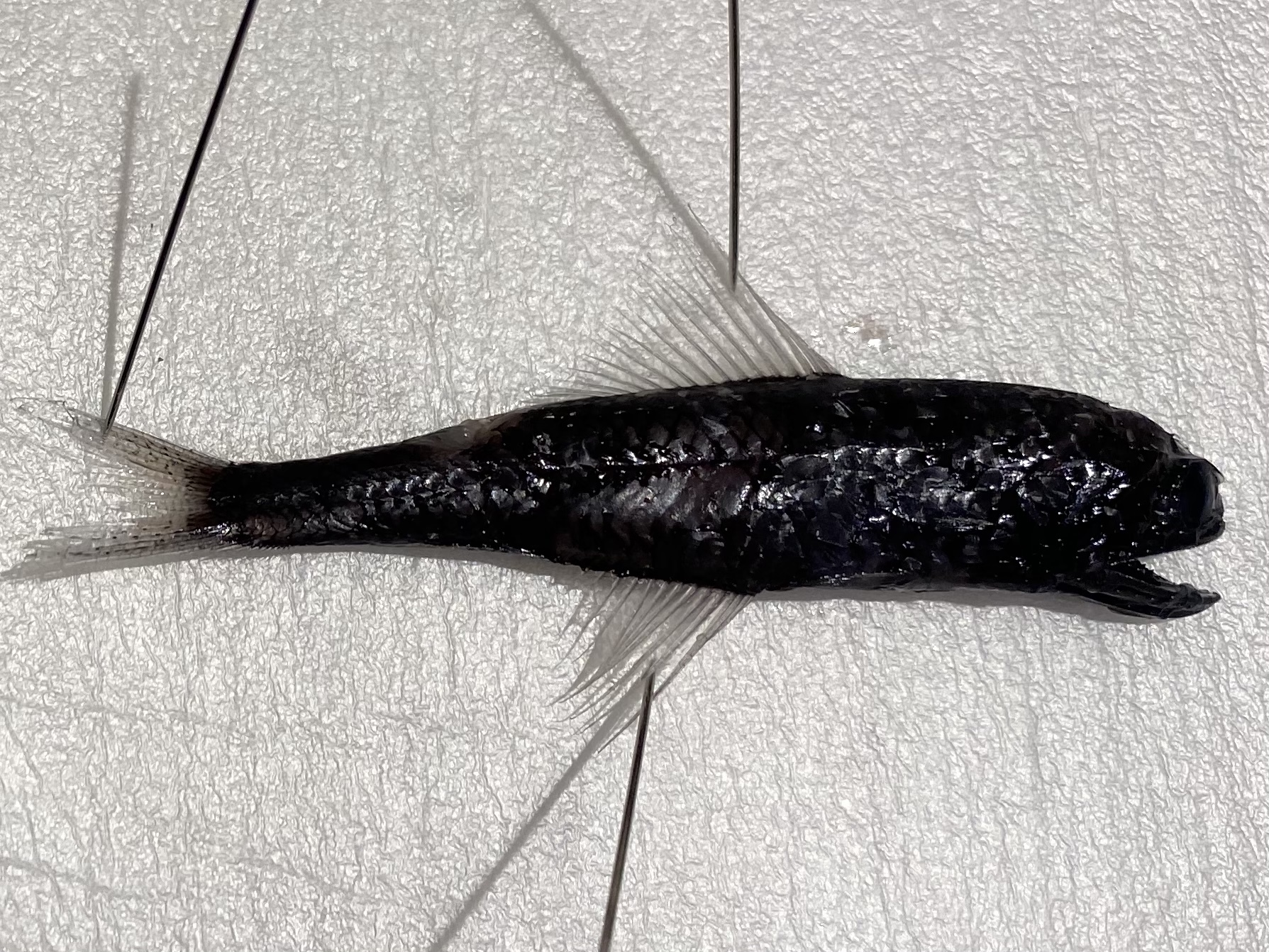 Multispotted Lanternfish photo 3