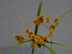 Cyperus glomeratus