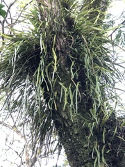 Pyrrosia longifolia