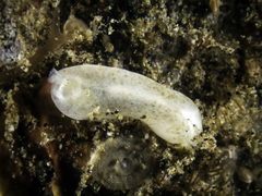 Image of Phanerophthalmus perpallidus