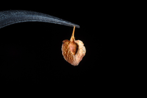 Rumex crispus iNat (2)