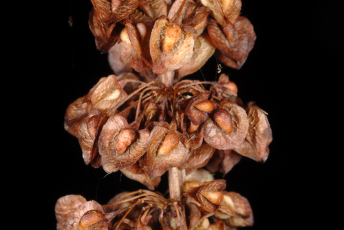 Rauktalapė Rūgštynė nuotrauka