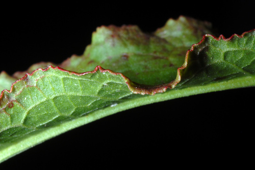 Rauktalapė Rūgštynė nuotrauka