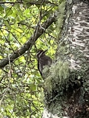 Sphyrapicus varius image