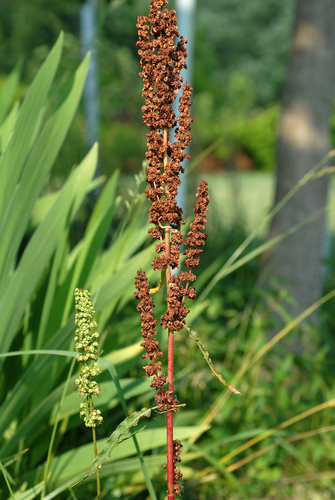 Rauktalapė Rūgštynė nuotrauka