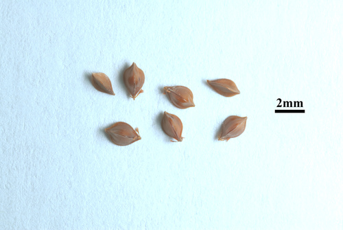 Rauktalapė Rūgštynė nuotrauka