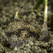 Doublehorned Batwing Slug - Photo (c) jim-anderson, some rights reserved (CC BY-NC), uploaded by jim-anderson
