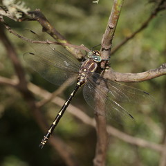 Notoaeschna sagittata