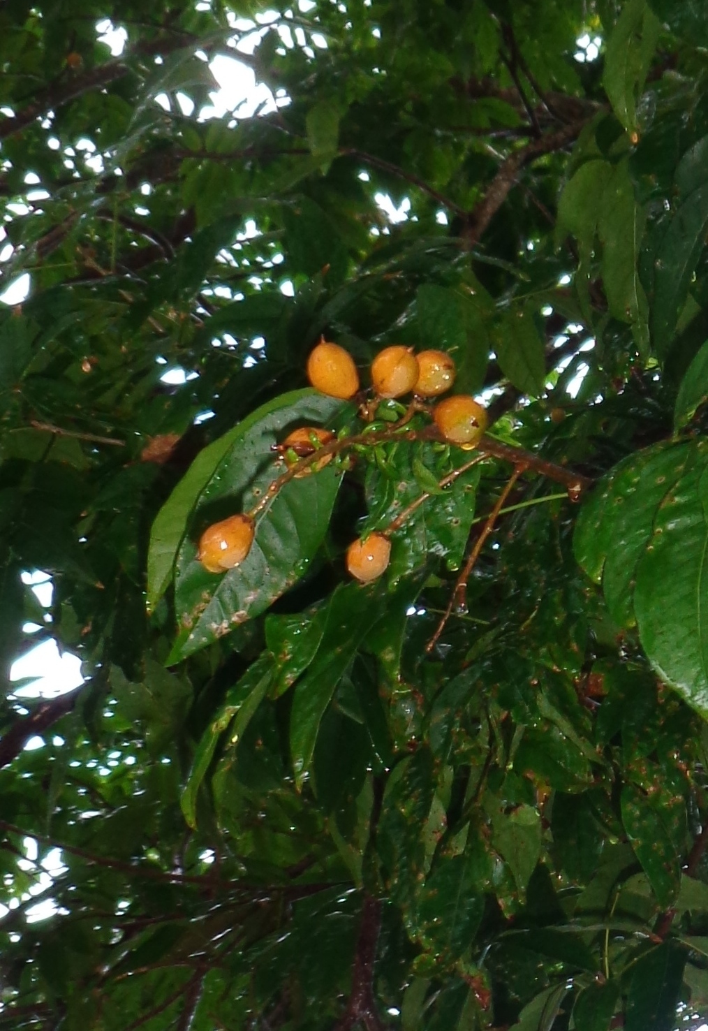 Imagem de Pau-de-vinho