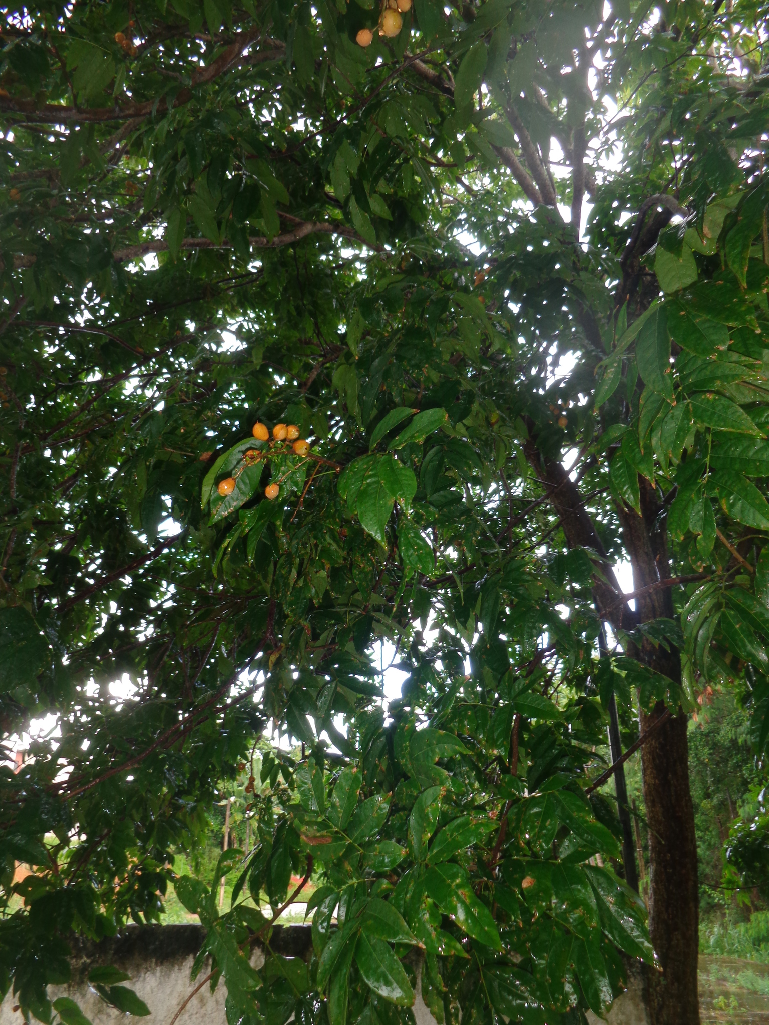 Imagem de Pau-de-vinho