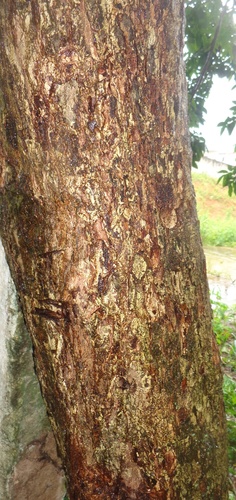 Foto de Pau-de-vinho