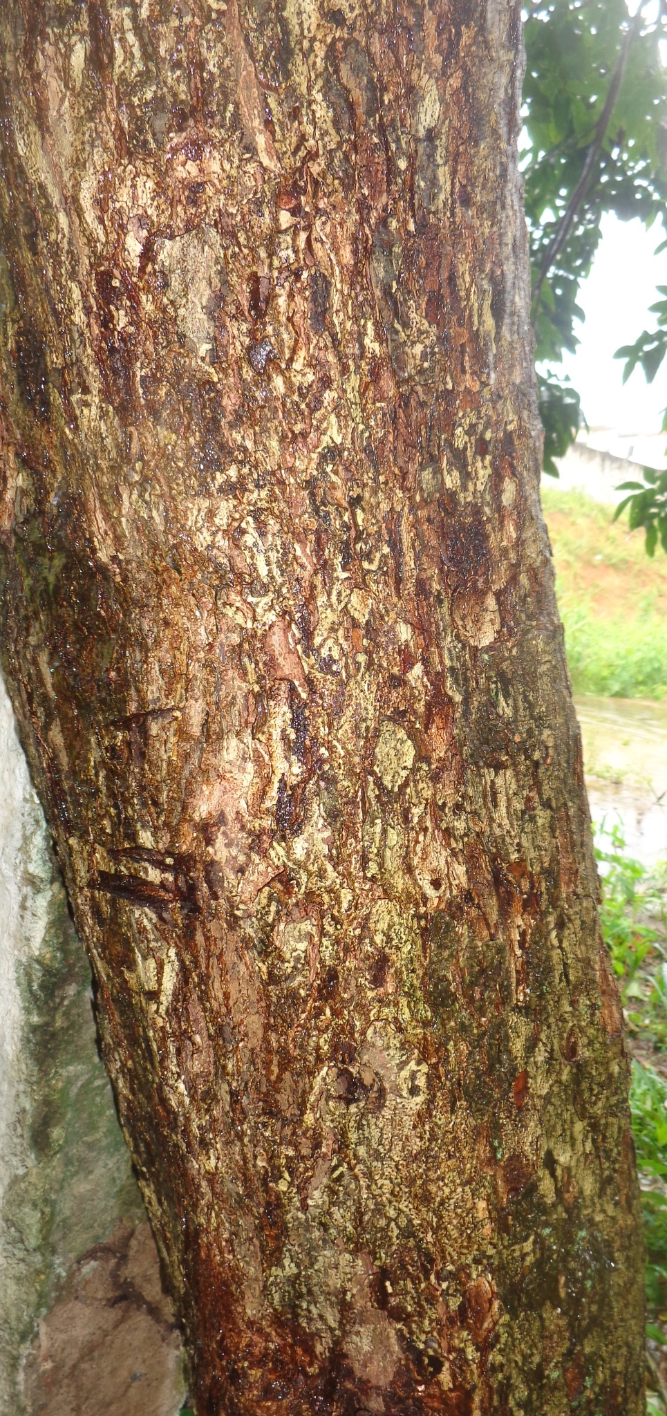 Imagem de Pau-de-vinho