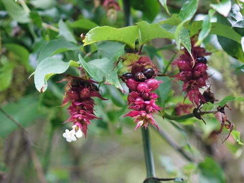Leycesteria formosa