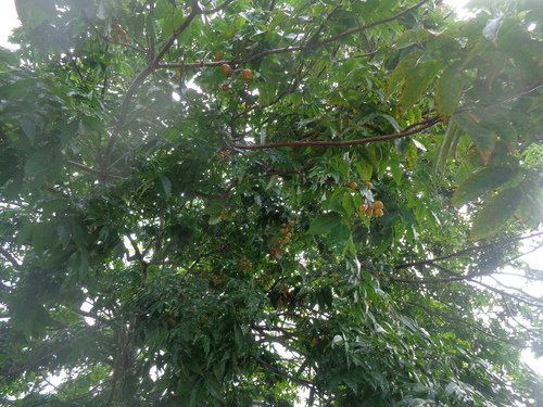 Foto de Pau-de-vinho