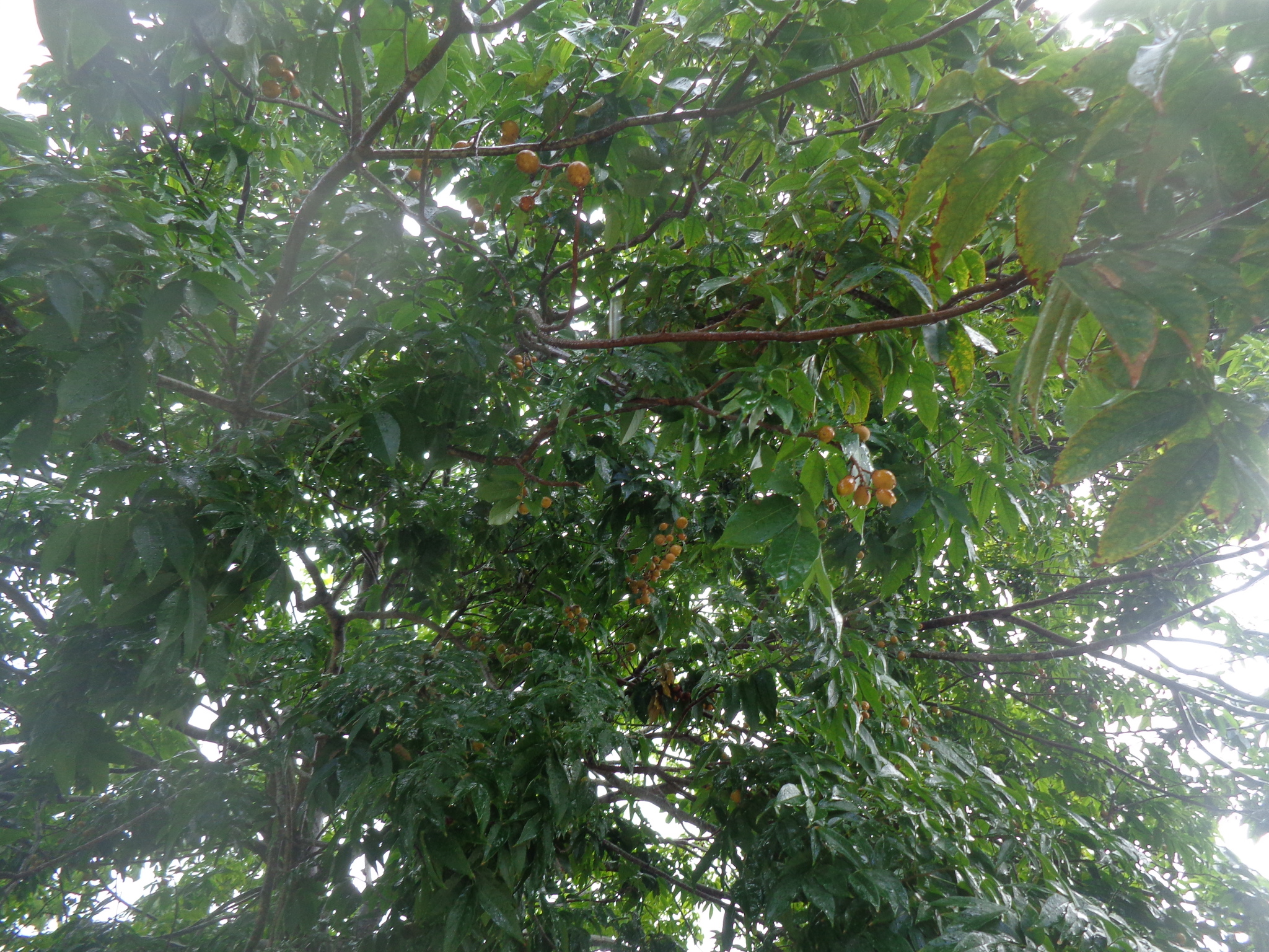 Imagem de Pau-de-vinho