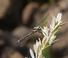 Eusynthemis brevistyla