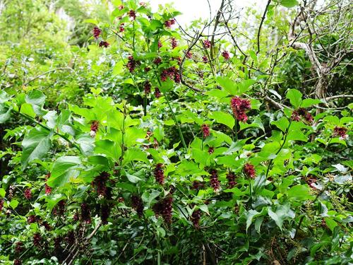 Leycesteria formosa
