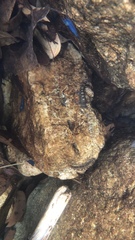 Liniparhomaloptera disparis