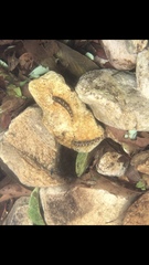 Liniparhomaloptera disparis