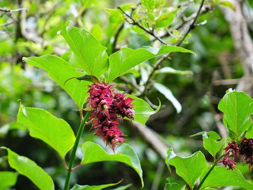 Leycesteria formosa