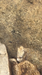 Liniparhomaloptera disparis