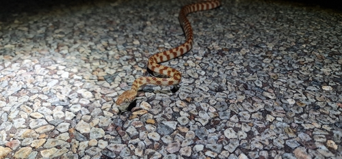 Brown Tree Snake sighting