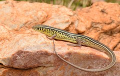 Gerrhosaurus flavigularis