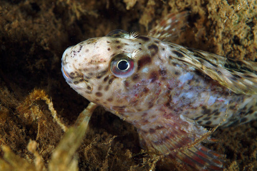Rusty Blenny