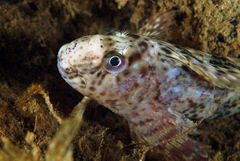 Rusty Blenny photo 2