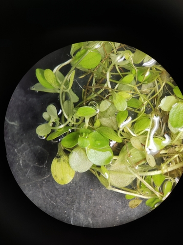 Callitriche stagnalis iNat (2)