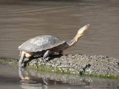 Eastern Snake-Necked Turtle photo 3