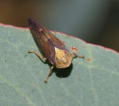 Brunotartessus fulvus