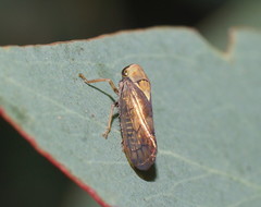 Brunotartessus fulvus