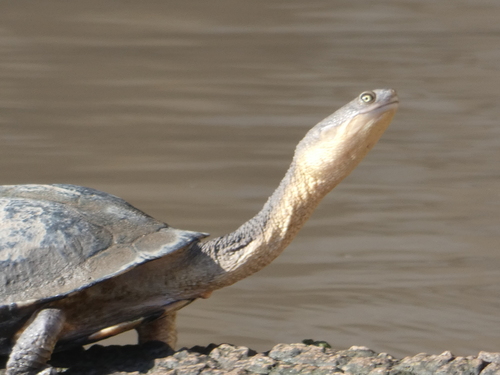Eastern Snake-necked Turtle, photo 9 of 10