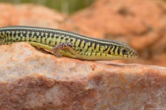 Gerrhosaurus flavigularis