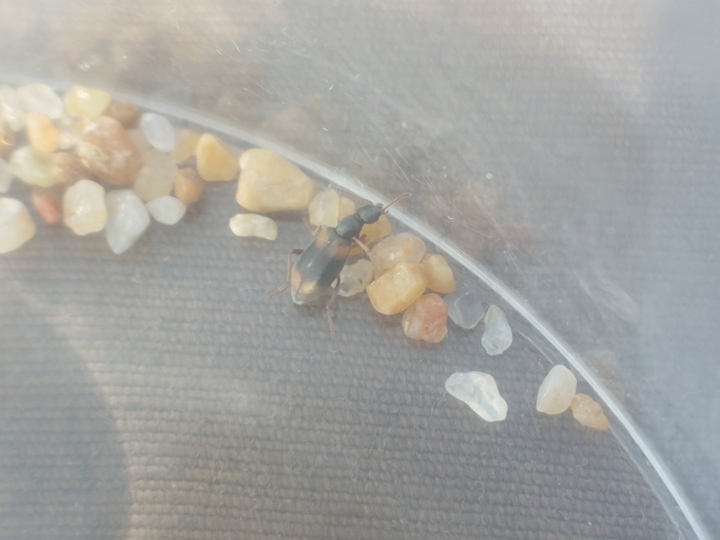 Anthicus sellatus
