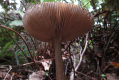 Amanita pekeoides image