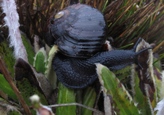 Powelliphanta