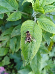 Eristalis cerealis